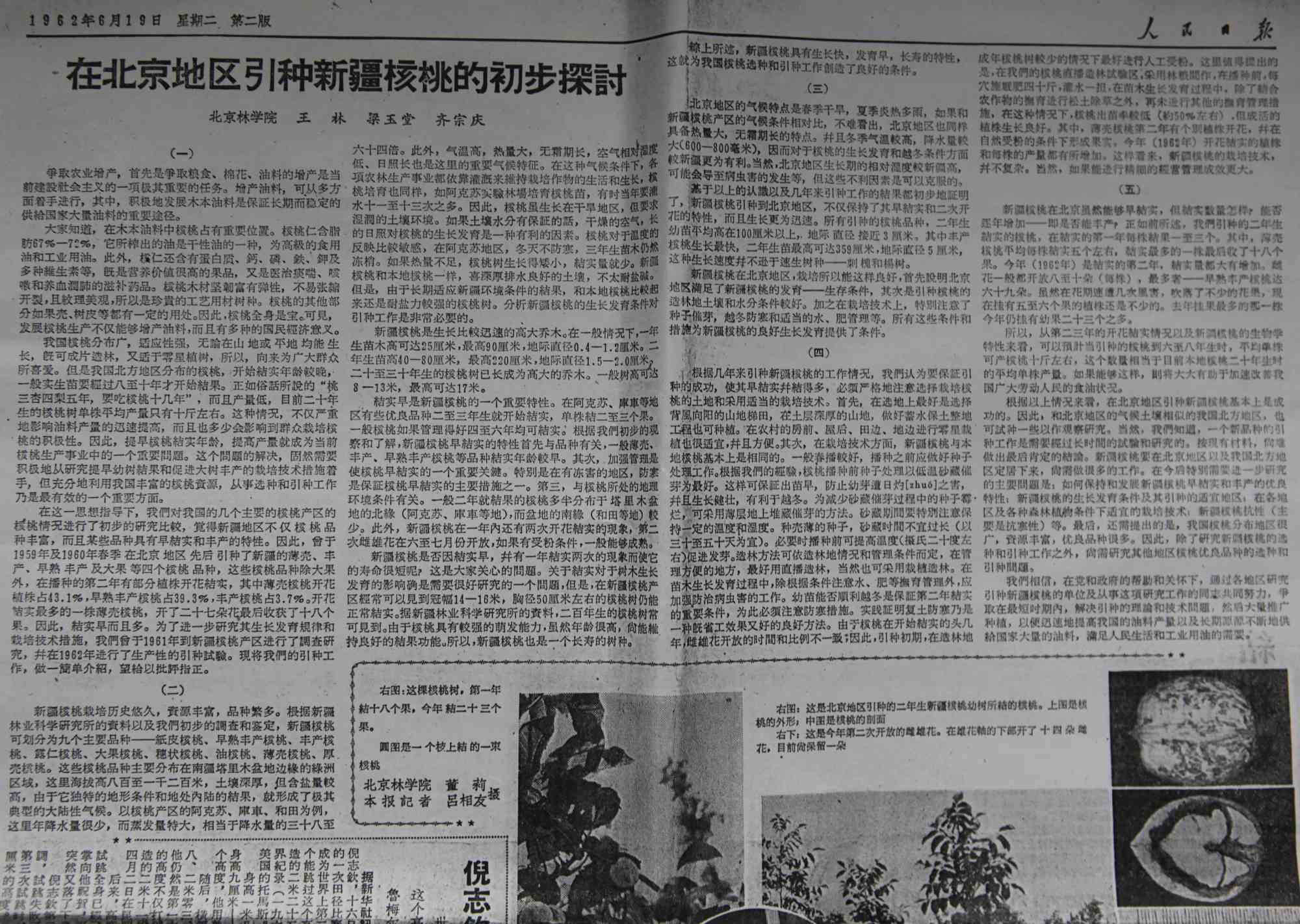 1962年6月19日人民日报二版头条对新疆核桃引种的详细报道